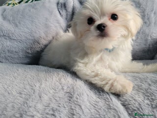 Maltese dogs ❤️ LAST ONE BOY left Ready to go ❤️ in Coventry - Advert 2