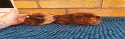 Guinea Pig rodents for sale: Beautiful guinea pigs - Advert 1