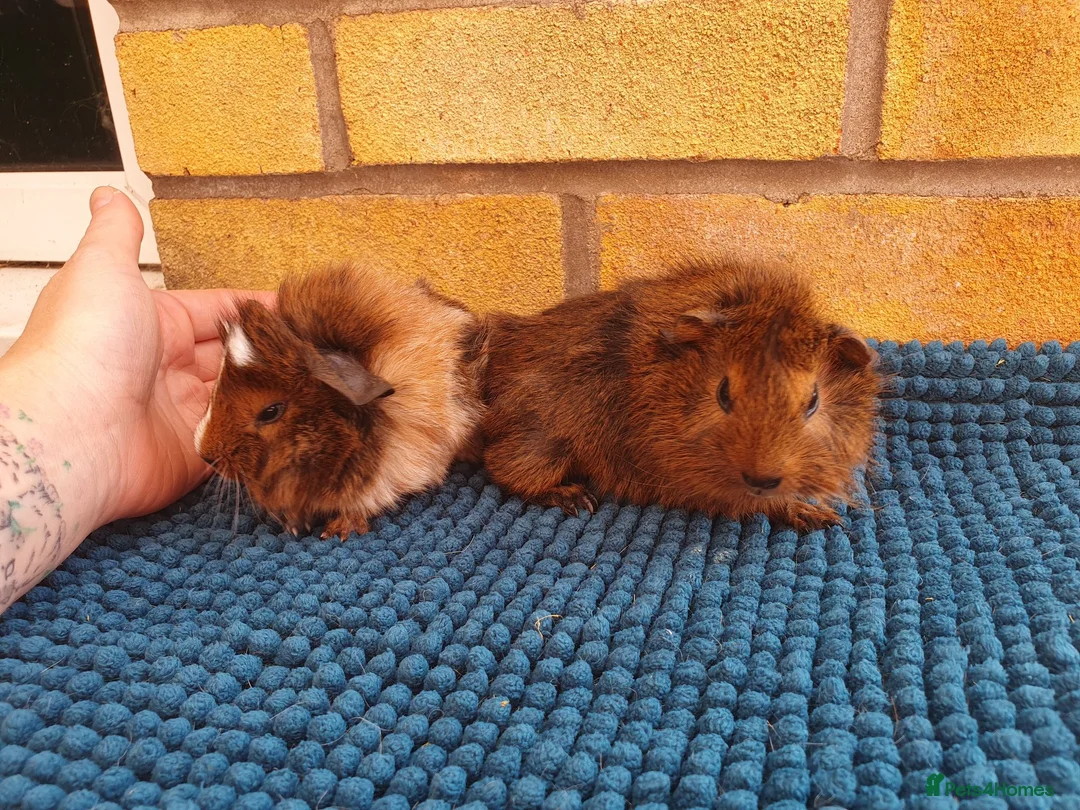 Guinea Pig rodents for sale: Beautiful guinea pigs - Advert 1