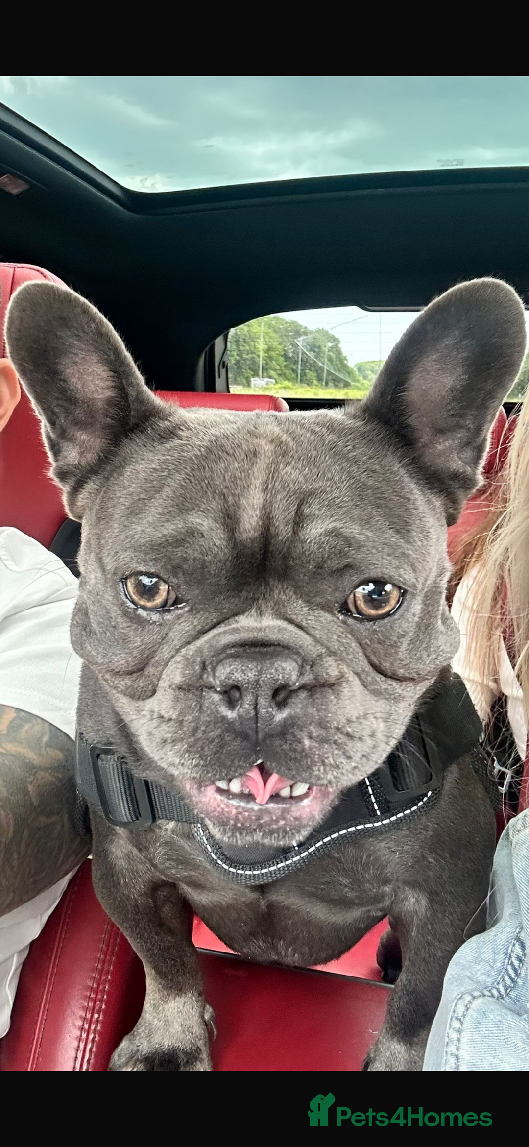 French Bulldog dogs for sale: French bulldog - Advert 1