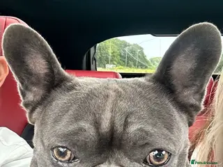 French Bulldog dogs French bulldog - Advert 19