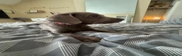 Labrador Retriever dogs for sale: Ready to leave 3 girls KC Silver Labrador puppies  - Advert 20