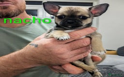 Chihuahua dogs for sale: Chihuahua puppies  - Image 2