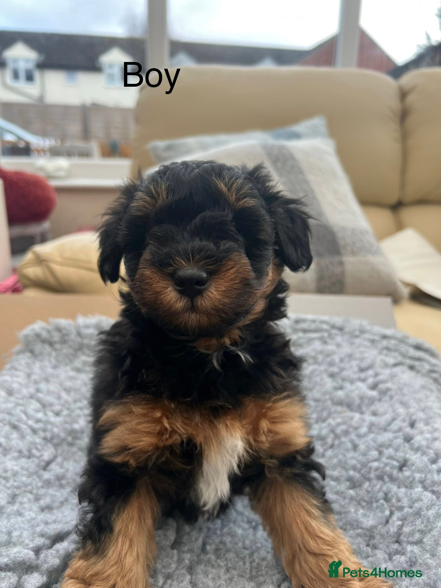 Schnoodle dogs Gorgeous American Toy Schnoodle Puppies For Sale - Advert 2