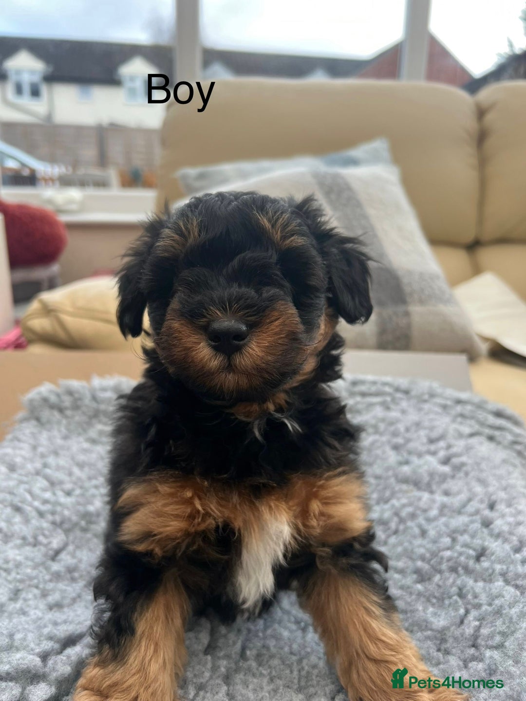 Schnoodle dogs for sale: American Toy Schnoodle Puppies *READY TO GO* - Advert 16