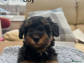 Schnoodle dogs Gorgeous American Toy Schnoodle Puppies For Sale - Advert 2