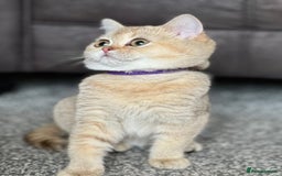 British Shorthair cats for sale: Stunning British shorthair NY 12 kittens - Image 23
