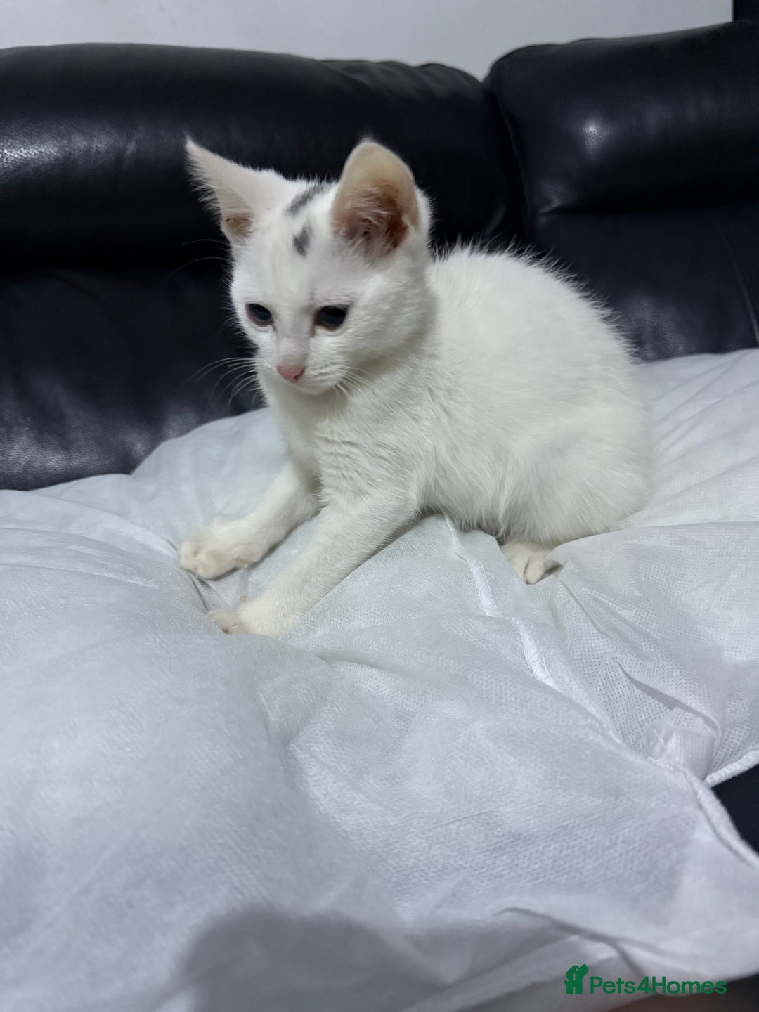 Domestic Shorthair cats for sale: 3 month old, white DSH kitten - Advert 2