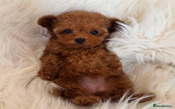 Maltipoo dogs for sale: Beautiful Toy Maltipoo Puppies - Image 6