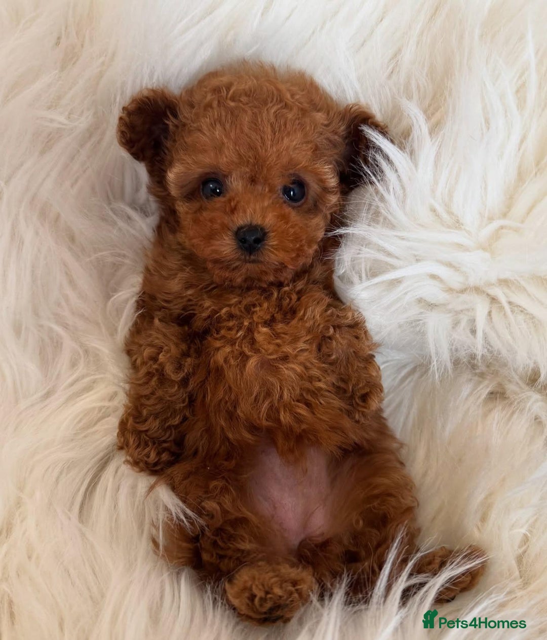 Maltipoo dogs for sale: Beautiful Toy Maltipoo Puppies - Image 6