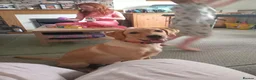 Labrador Retriever dogs for sale: Charlie 7 months old pup - Advert 1