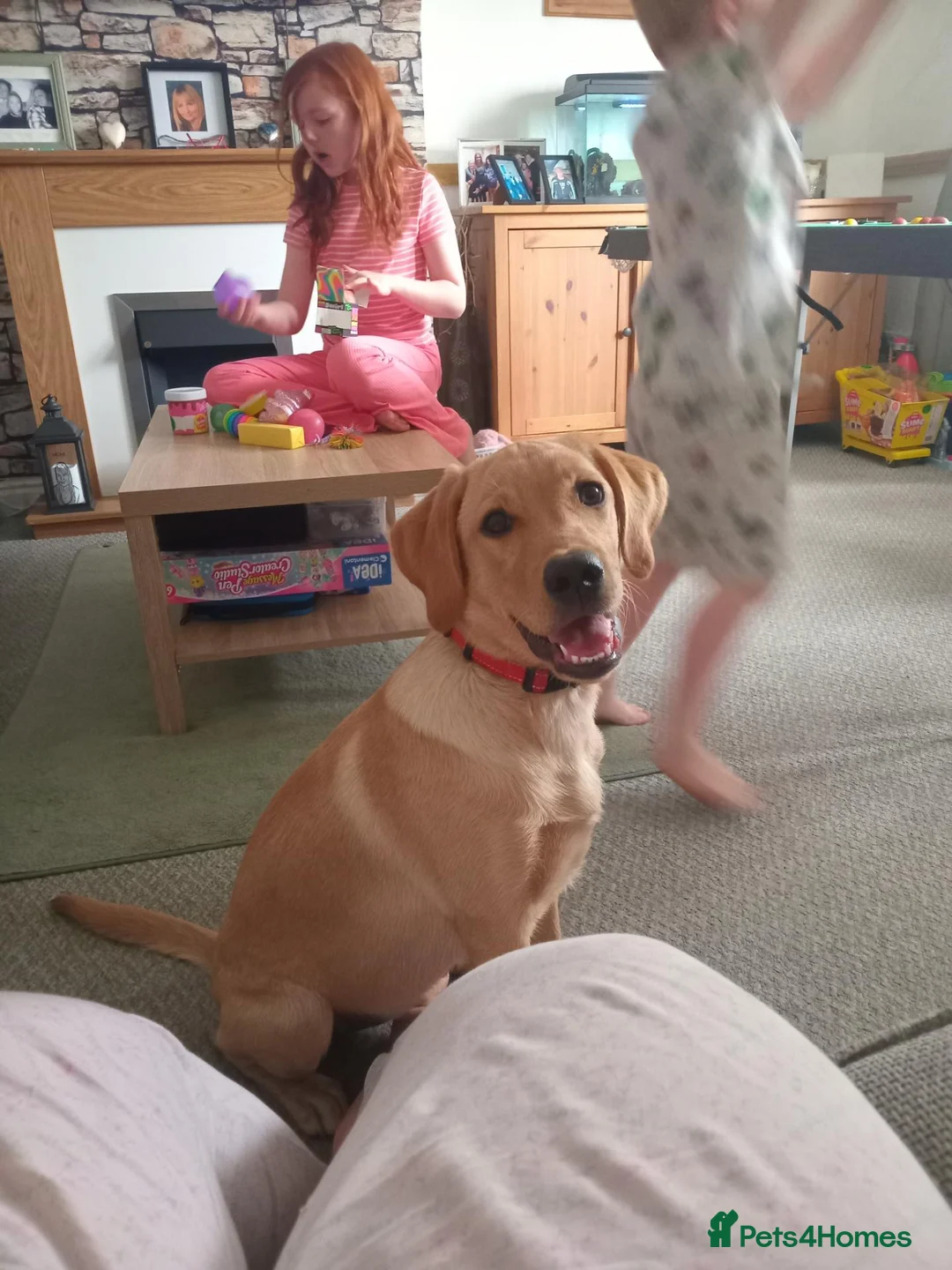 Labrador Retriever dogs for sale: Charlie 7 months old pup - Advert 1