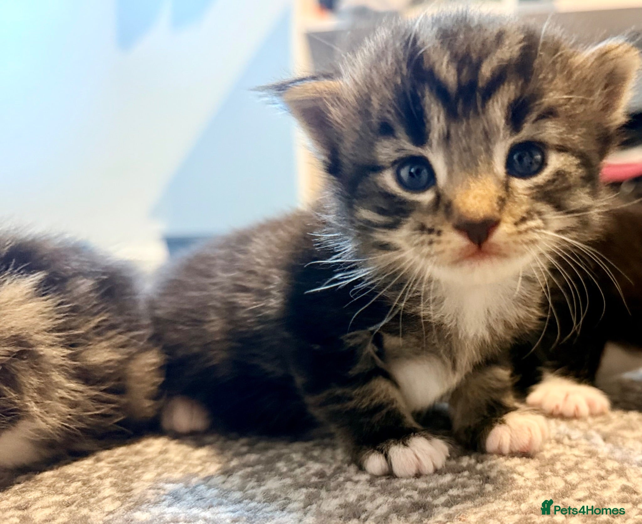 Turkish Angora cats 🐾 Exceptional Turkish Angora x Kittens in Belper - Advert 3
