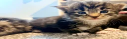 Turkish Angora cats for sale: 🐾 Exceptional Turkish Angora x Kittens in Belper - Advert 1