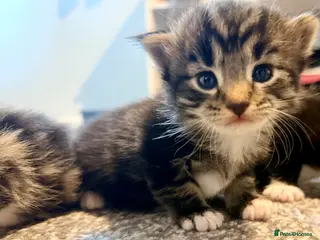 Turkish Angora cats 🐾 Exceptional Turkish Angora x Kittens in Belper - Advert 3