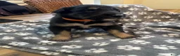 Mixed Breed dogs for sale: Border Collie x Kelpie Puppies in Caernarfon - Advert 12