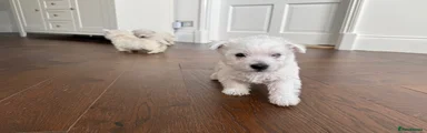 West Highland Terrier 3
