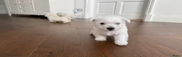 West Highland Terrier dogs for sale: Champion Bloodline, KC reg Puppies in Newark - Advert 15
