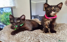 Mixed Breed cats for sale: Norwegian x pixiebob kittens mix available  - Image 22