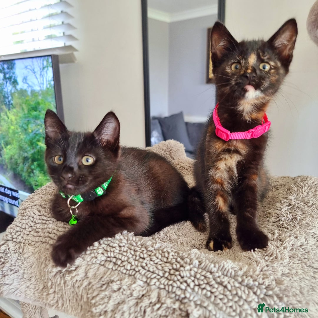 Mixed Breed cats for sale: Norwegian x pixiebob kittens mix available  - Image 22