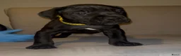 Cane Corso dogs for sale: 1 left 🐾🐶Cane Corso Mastiff Puppies for Sale  - Advert 12