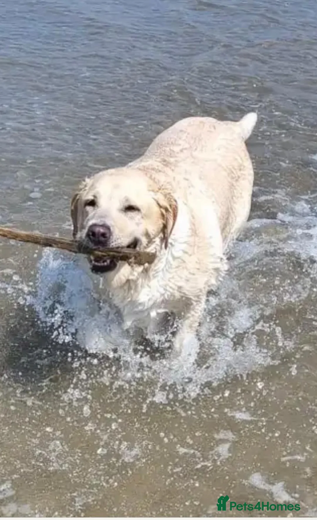 Labrador Retriever dogs for sale: Beautiful Rio…waiting for a new home - Advert 7