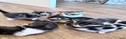 American Shorthair cats for sale: 🐾 6 BEAUTIFUL AMERICAN SHORTHAIR KITTENS 🐾 in Enfield - Advert 7