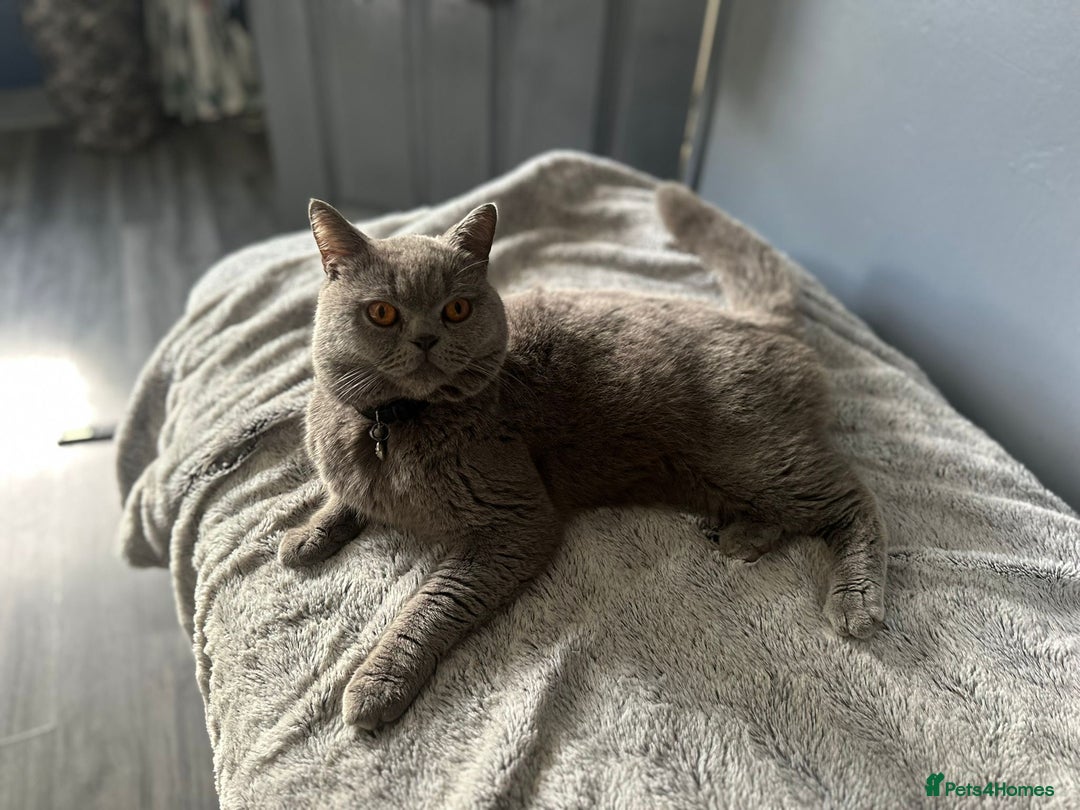 British Shorthair cats for sale: Munchkin  - Image 5