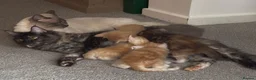 Ragcoon cats for sale: Maincoon x Ragdoll (Ragcoons) in Cardiff - Advert 3