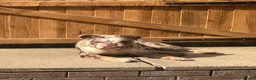 English Bulldog dogs for sale: Baily in Deeside - Advert 2