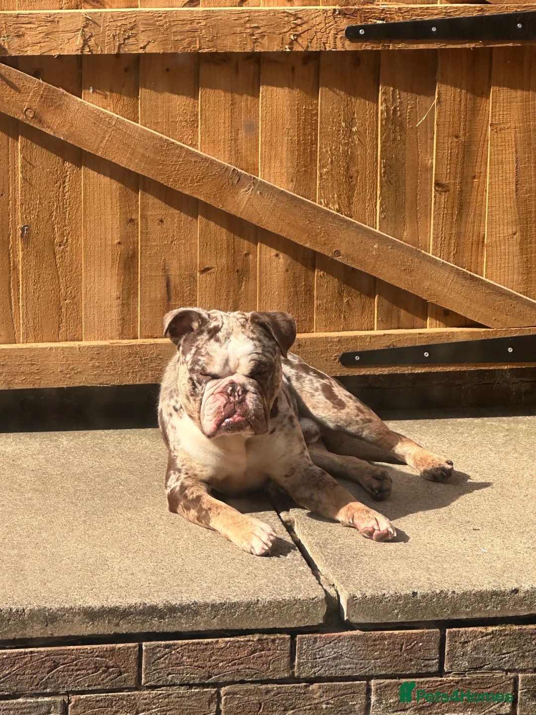 English Bulldog dogs for sale: Baily in Deeside - Advert 2