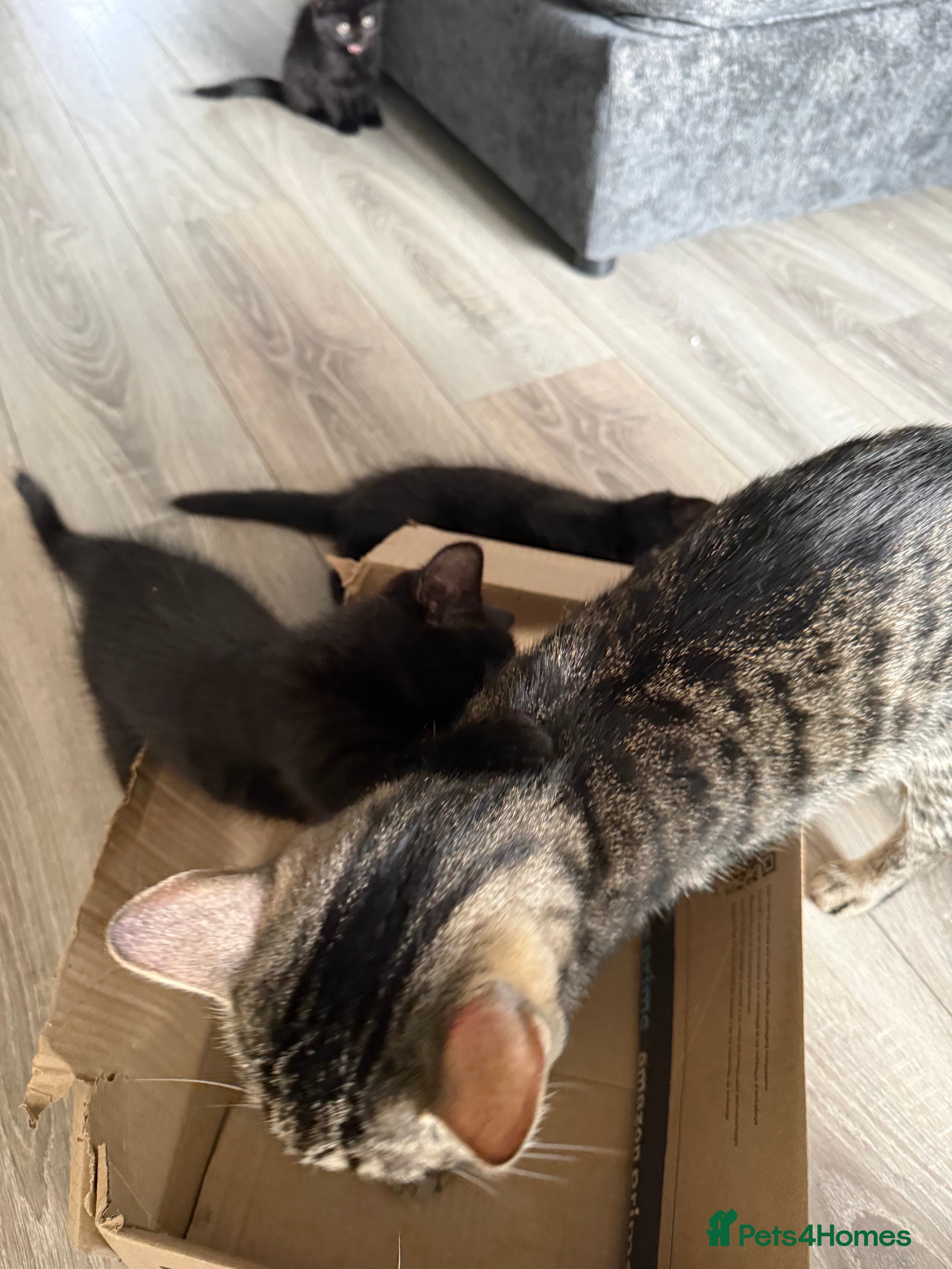 Mixed Breed cats X3 British Shorthair x Tabby kittens - Advert 1