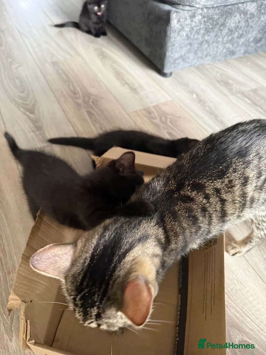 Mixed Breed cats for sale: X3 British Shorthair x Tabby kittens - Advert 1