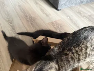 Mixed Breed cats X3 British Shorthair x Tabby kittens - Advert 1