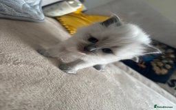 Ragdoll cats for sale: Ragdool x British Short hair - Image 7