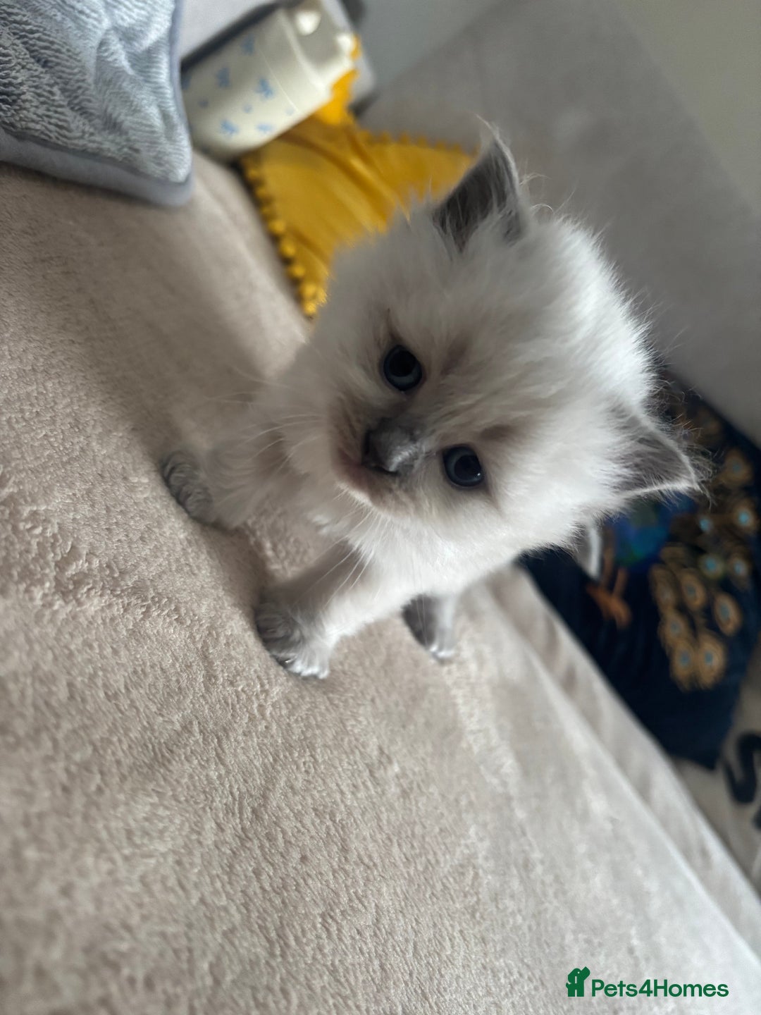 Ragdoll cats for sale: Ragdool x British Short hair - Image 7