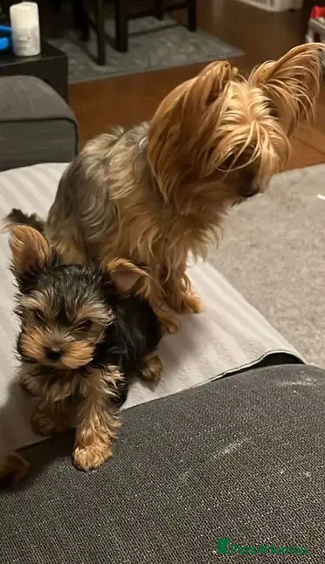 Yorkshire Terrier dogs for sale: Yorkie puppies in Milton Keynes - Advert 2