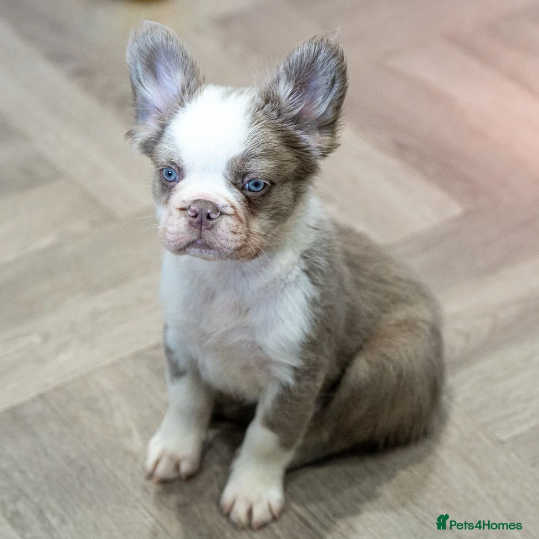 French Bulldog dogs for sale: Fully Vaccinated, French Bulldog pups -Ready Now - Advert 2