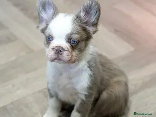 French Bulldog dogs Last Fully Vaccinated, French Bulldog Ready Now - Advert 14