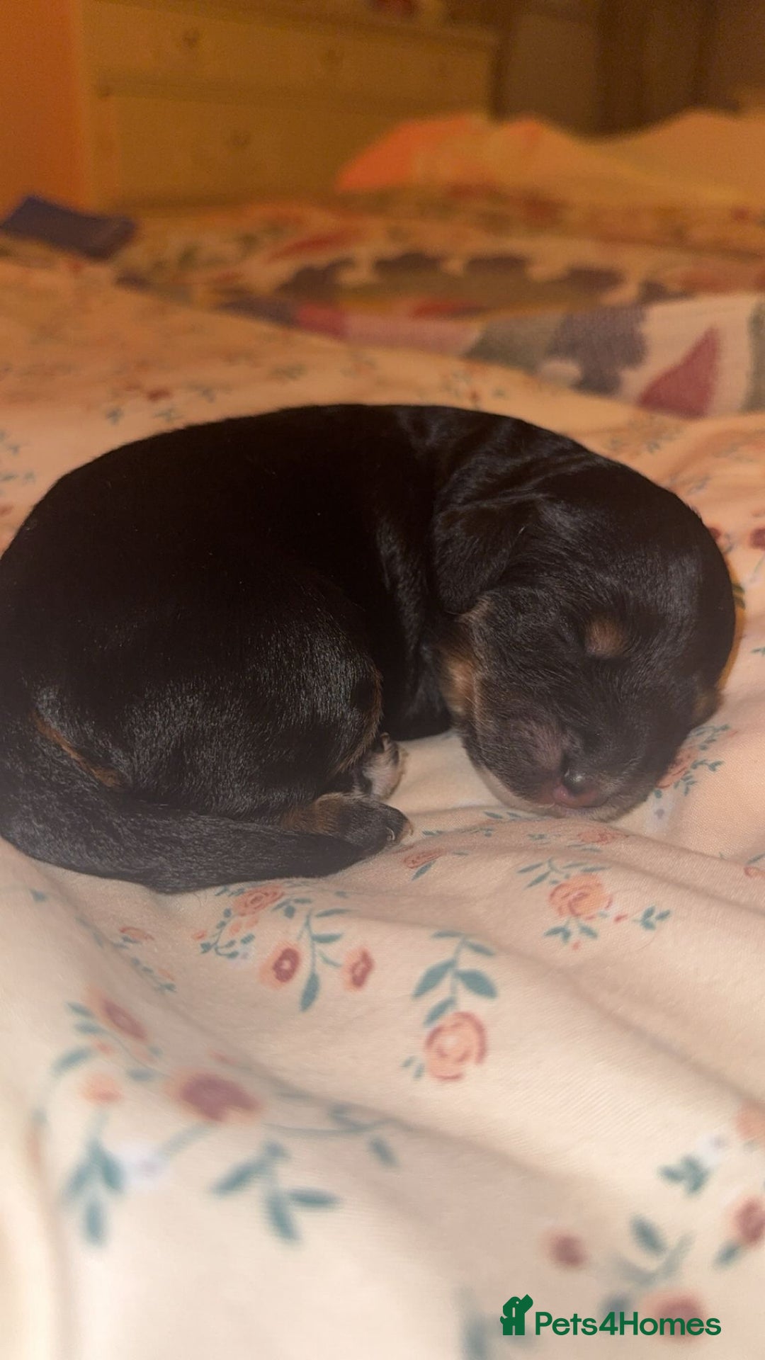 Cockapoo dogs for sale: CHAMPION COCKAPOO - Advert 15