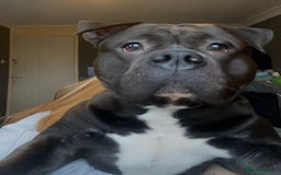 American Bully dogs for sale: Pocket Bully  - Image 8