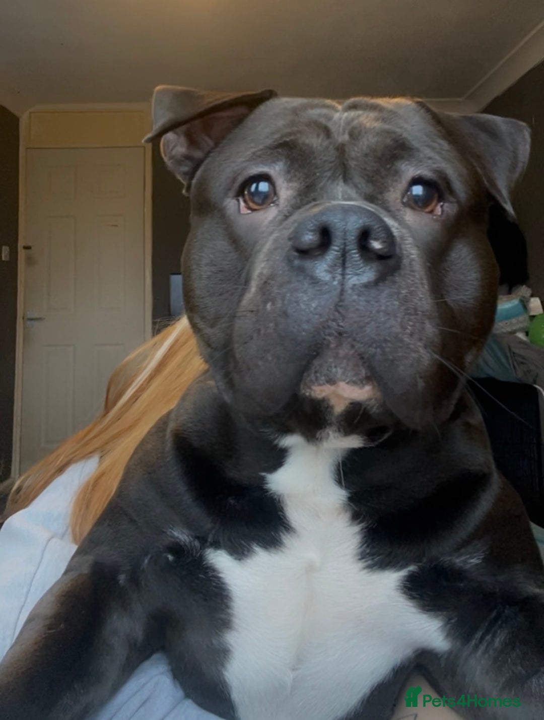 American Bully dogs for sale: Pocket Bully  - Image 8