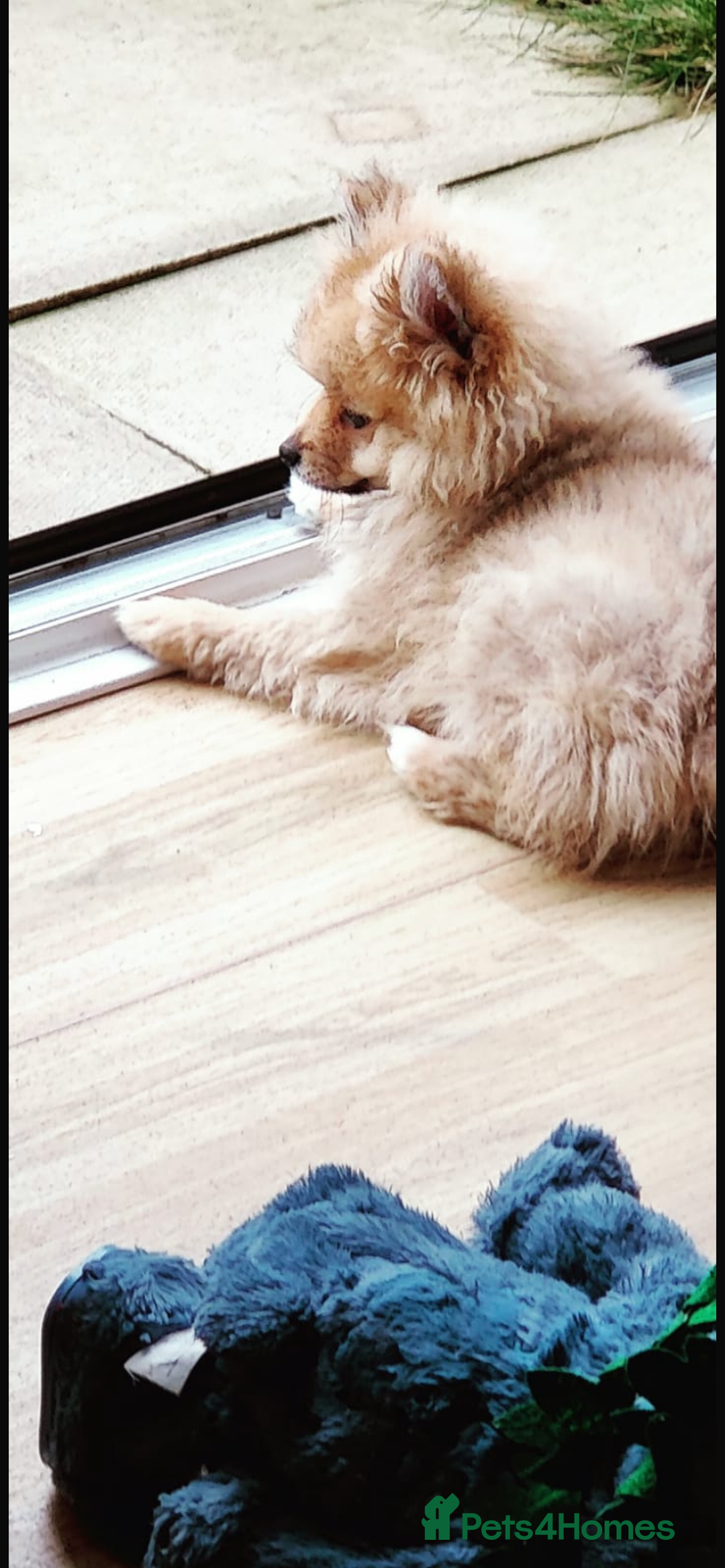 Pomeranian dogs for sale: This is bao he’s a lovely dog - Advert 4