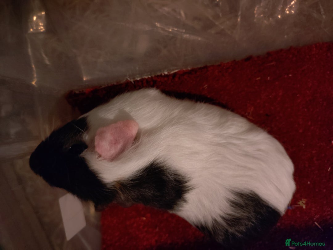 Guinea Pig rodents for sale: Baby guinea pig females and males - Advert 2