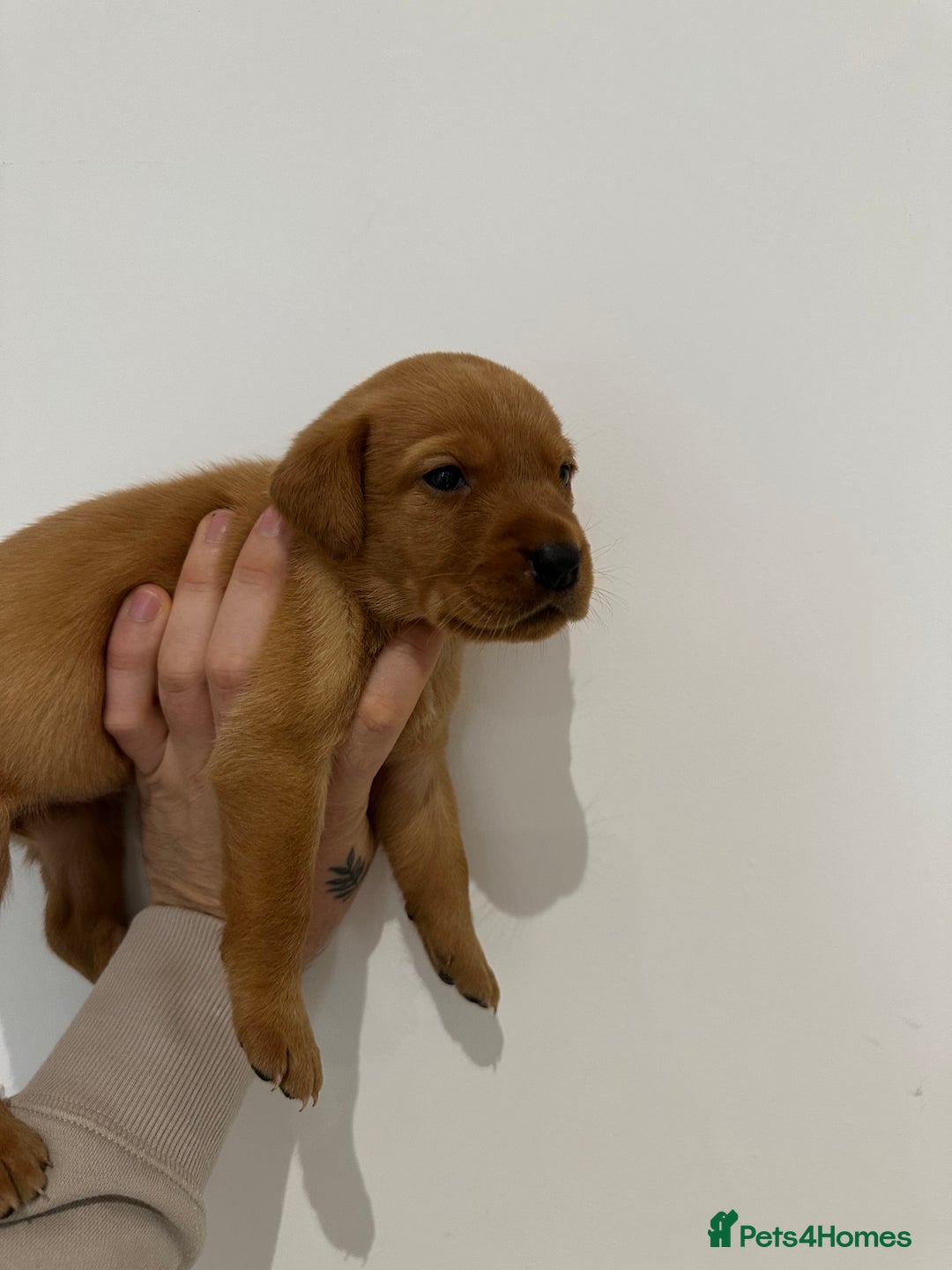 Labrador Retriever dogs for sale: Working Class Fox Red Labs  - Image 22