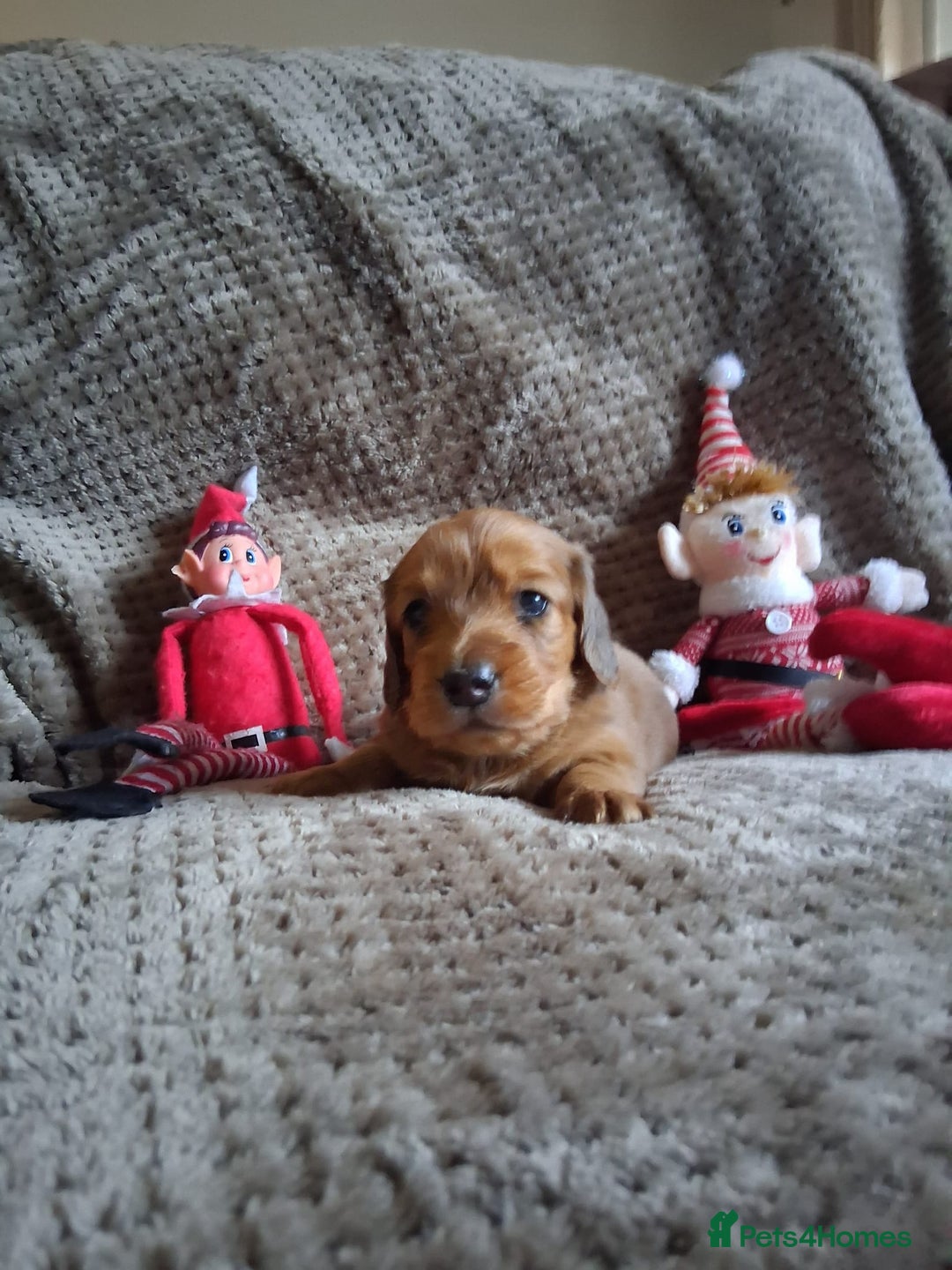Miniature Dachshund dogs for sale: Miniature Long-Haired Dachshund - Advert 2