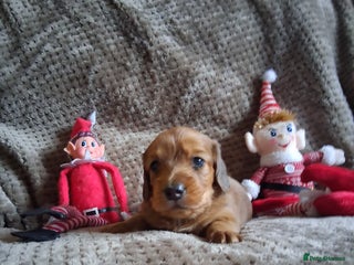 Miniature Dachshund dogs Long haired Miniature Dachshund - Advert 4