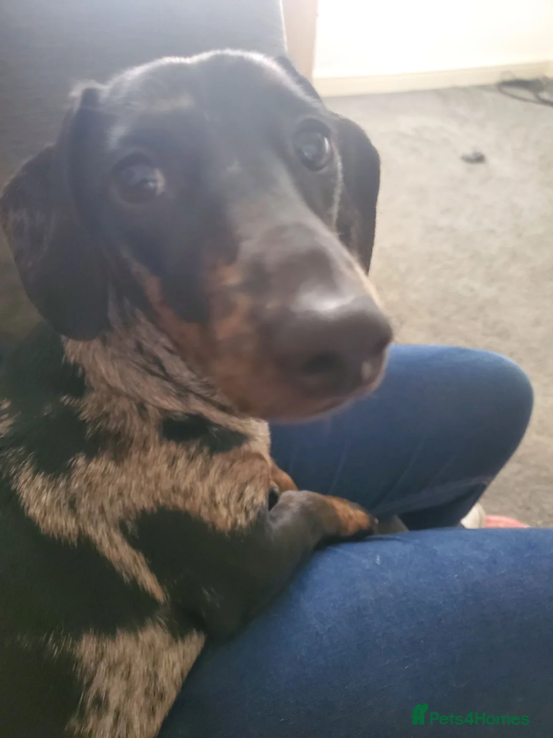 Dachshund dogs for sale: Lexi  - Advert 1