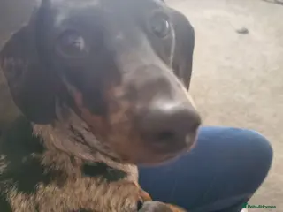 Dachshund dogs Lexi - Advert 9