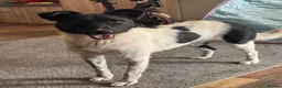 Mixed Breed dogs for adoption: Sweet Pepita looking for True Love  - Advert 2